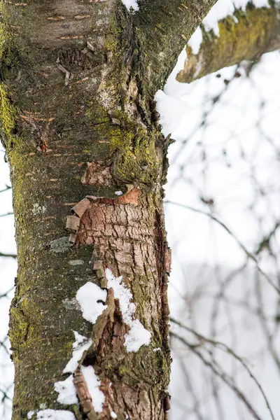 Kiraz düzensiz kabuğu ile eski bir sandık