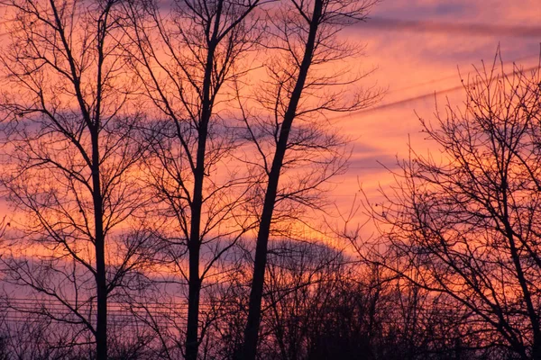 Tramonto Insolito Cielo Arancione Rami Alberi Contrastanti — Foto Stock