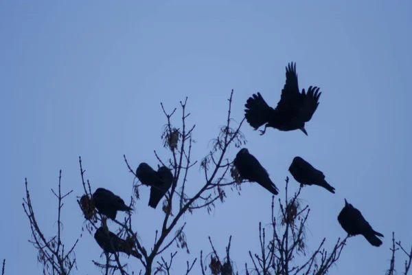 Ravens Tree Gloomy View Heralding Disaster — Stock Photo, Image