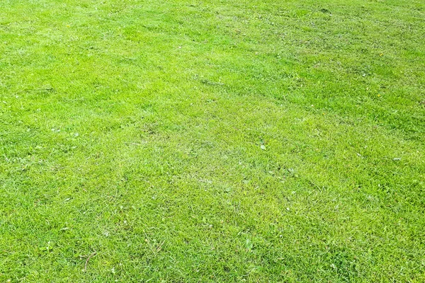 Freshly cut grass with curved lawn