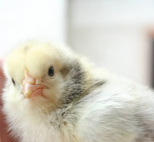 Bir Bebek Sarı Chick Tutan Eller — Stok fotoğraf