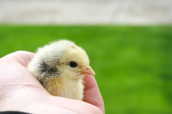 Tapferes Kleines Huhn Das Auf Menschenhand Sitzt Und Sich Umschaut — Stockfoto