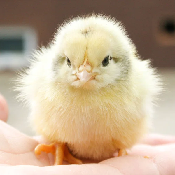 Baby Chick Rękę Mężczyzny Hatchling Stoi Obliczu Kamery Koncentrują Się — Zdjęcie stockowe