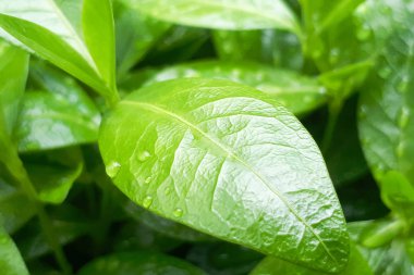 Üzerine bir yaprak ve su damlaları yakın plan