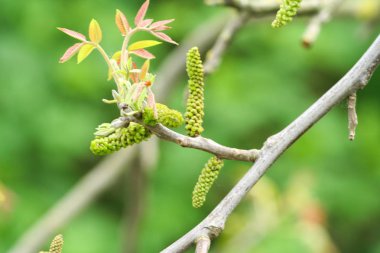 Ceviz çiçekleri. Ceviz genç yaprakları aon yeşil arka plan