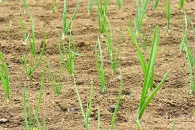 Yeşil genç soğan yatakta ve serada dikilen