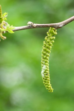 baharda basit Ceviz Juglans Blooming