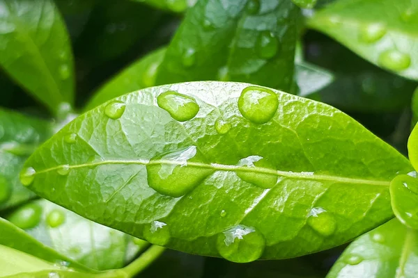 Close Leaf Water Drops Background — Stock Photo, Image