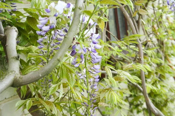 A branch of flowering wisteria in Polish garden.