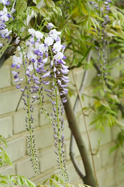 Chinese Wisteria - Wisteria blooming in summer garden