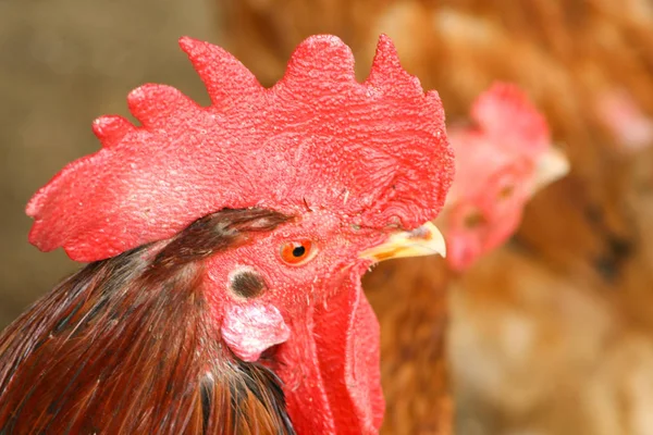 Cockerel Ayant Bain Poussière Près Tête Cou — Photo