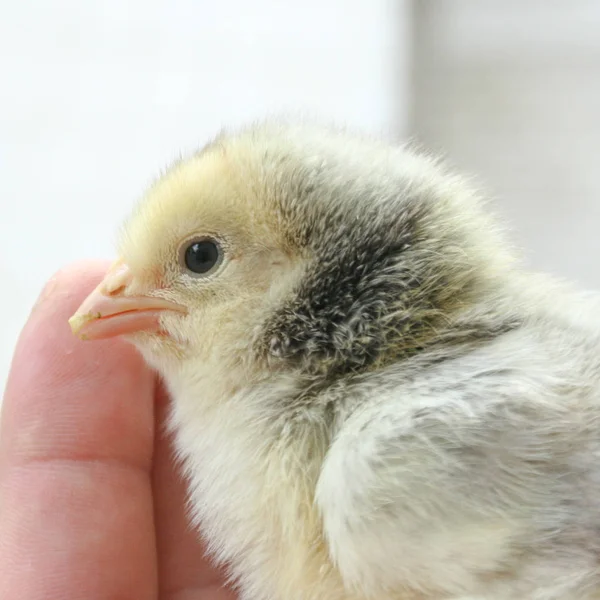 Close Egg Tooth Newborn Chick Top View — Stock Photo, Image