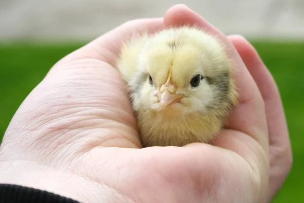 Hand Hold Zorgen Voor Een Kleine Kip Groene Gras Achtergrond — Stockfoto