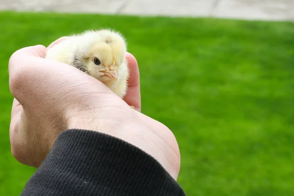 Trzymanie Dłoni Opiekujących Się Małym Kurczakiem Zielonym Tle Trawy — Zdjęcie stockowe