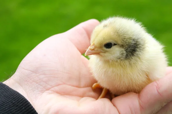 Ręce Trzymanie Baby Chick Zielonym Tle Łąka — Zdjęcie stockowe
