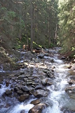 Dağ nehri vadisi manzarası. Dağ deresinin doğal manzarası, çam ağaçları 