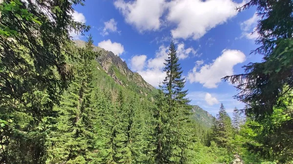 Tatras Taki Dağ Duvarının Manzarası Dağlar Yaz Aylarında Otlarla Kaplı — Stok fotoğraf