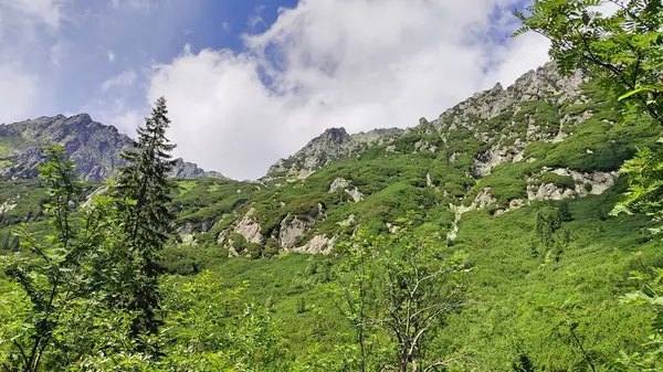 Vista Pared Montaña Los Tatras Montañas Cubiertas Hierbas Verano — Foto de Stock