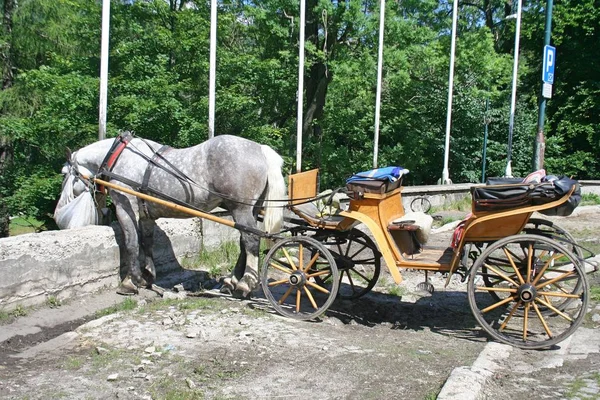 Szary Koń Pełnym Uprzęży Zjada Siano Worka Koń Poczekał Turystę — Zdjęcie stockowe