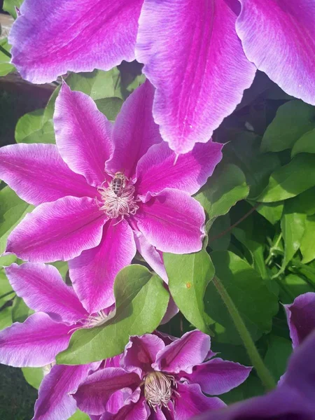 Clematis Różowy Kwiat Pszczołą — Zdjęcie stockowe