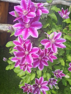 Bahçede pembe Clematis çiçeği. Güzel çiçekli Clematis