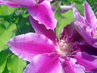 Bahçede büyük bir clematis çalıyetişir. Clematis güzel mor çiçek