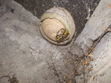 Ahşap bir kirişin üzerindeki kaplar kuru gri, ev arısı tehlikeli bir mahalle. 