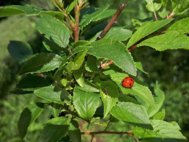 Polonya'da bitki yaprağı üzerinde kırmızı uğur böceği.