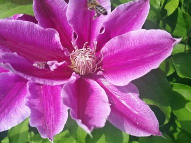 güneşli bir günde clematis açan dekoratif çiçekler 