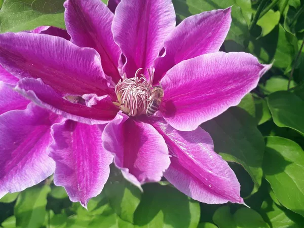Klematis Růžová Květina Včela — Stock fotografie