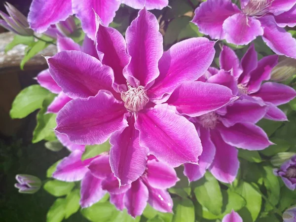 Die Rosa Klematis Blüht Garten Schön Blühende Clematis — Stockfoto