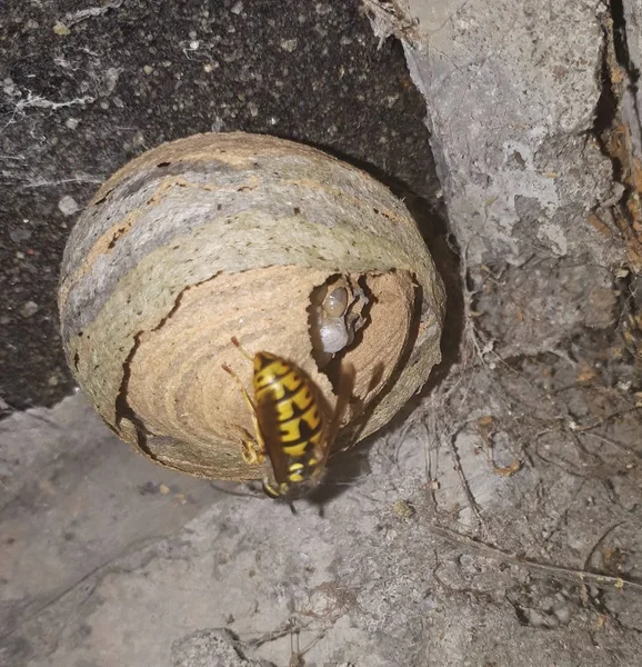 Maturing Wasp Nest Built Eaves — Stock Photo, Image