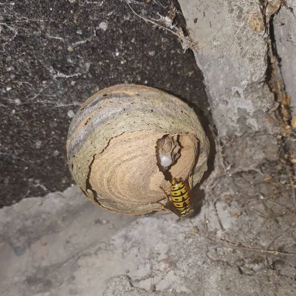 Wasp nest. One wasp build a nest