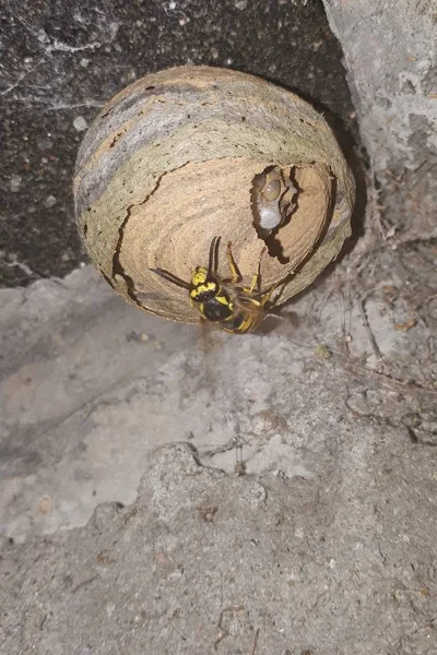 Wasp nest. One wasp build a nest