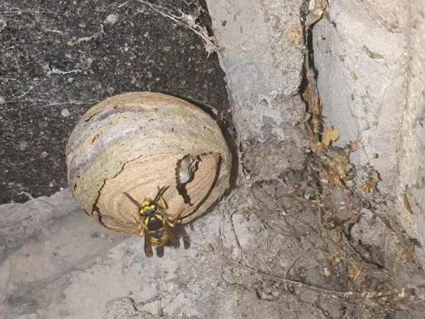 Wasp nest. One wasp build a nest