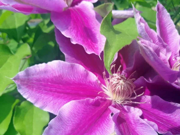 정원에서 클레마티스 덤불이 자랍니다 클레마티스의 아름다운 보라색 — 스톡 사진