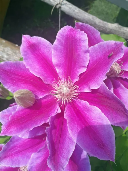 Ogrodzie Rośnie Duży Krzew Clematis Piękny Purpurowy Kwiat Clematis — Zdjęcie stockowe