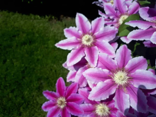 Rozostřené Květinové Pozadí Zahradě — Stock fotografie