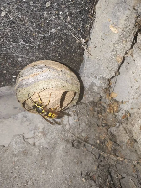 Vespiary Dry Gray Wooden Beam House Wasp Dangerous Neighborhood — Stock Photo, Image