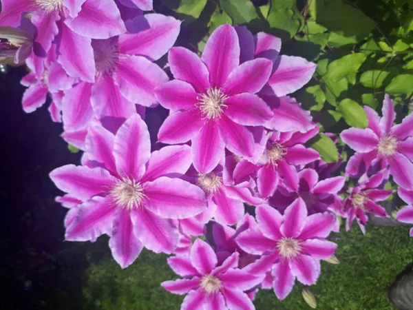 Lehçe Bahçede Birçok Çiçek Pembe Clematis Çiçek — Stok fotoğraf