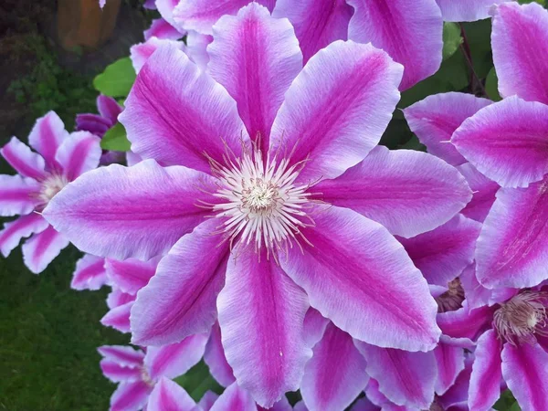 Veel Bloom Roze Clematis Bloem Poolse Tuin — Stockfoto
