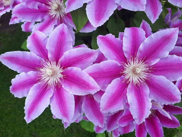 Veel Bloom Roze Clematis Bloem Poolse Tuin — Stockfoto