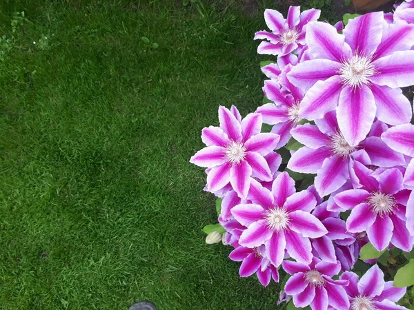 Molti Fiori Clematide Rosa Fioriscono Nel Giardino Polacco Foto Con — Foto Stock