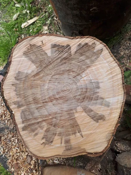 Natural cut wood texture. Cut circle log.