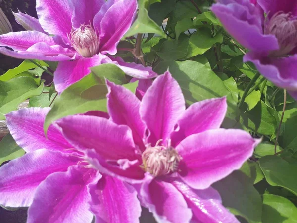 Kwiaty Powojnika Zielonym Tle — Zdjęcie stockowe