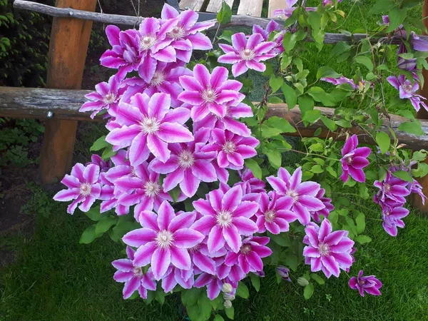 Mnoho Kvetoucí Růžové Květinové Květy Polské Zahradě — Stock fotografie