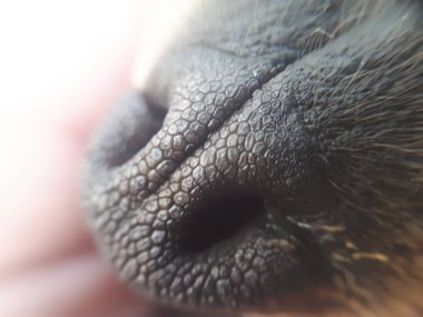 Portre fotoğraf doku bir köpeğin burnu üstünde