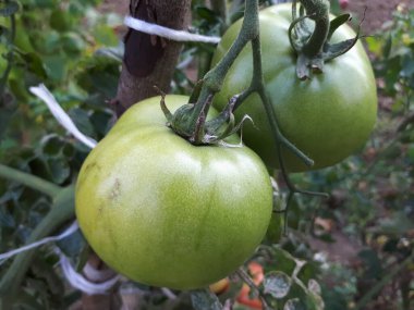 Bahçe yatağında olgunlaşmamış yeşil domatesler büyüyor. Yeşil meyveli serada domatesler
