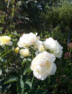 Güller, aşk sembolü güller, aşıklar günü için beyaz güller, bahçede doğal güller