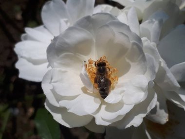 Beyaz bir çiçekte arı. Beyaz gül çiçeğinin üzerinde bal arısı makrosu. Bal arıları (Apis) çiçekle besleniyor 